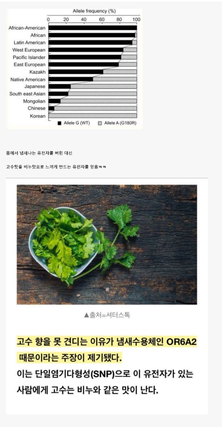 한국인들이 고수를 못먹는 이유 | 인스티즈