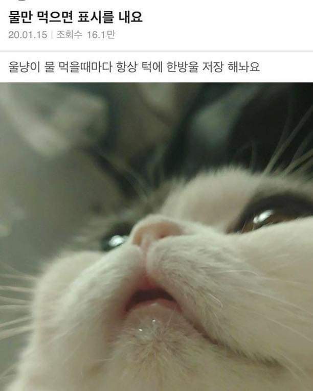 물만 먹으면 표시를 내는 고양이 .jpg | 인스티즈
