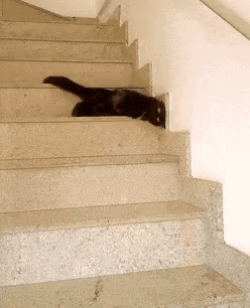 개와 고양이의 계단 내려가는 방법.gif | 인스티즈
