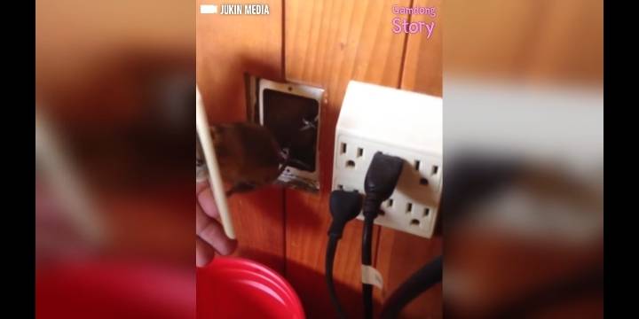 콘센트에 쥐 머리가 껴있다면? | 인스티즈