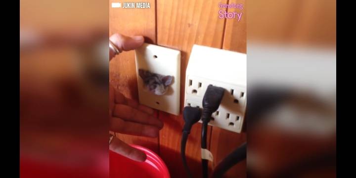 콘센트에 쥐 머리가 껴있다면? | 인스티즈