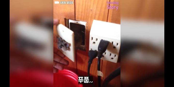 콘센트에 쥐 머리가 껴있다면? | 인스티즈