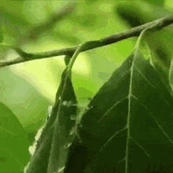 나뭇잎을 꿰매서 둥지를 위장 시키는 새 | 인스티즈