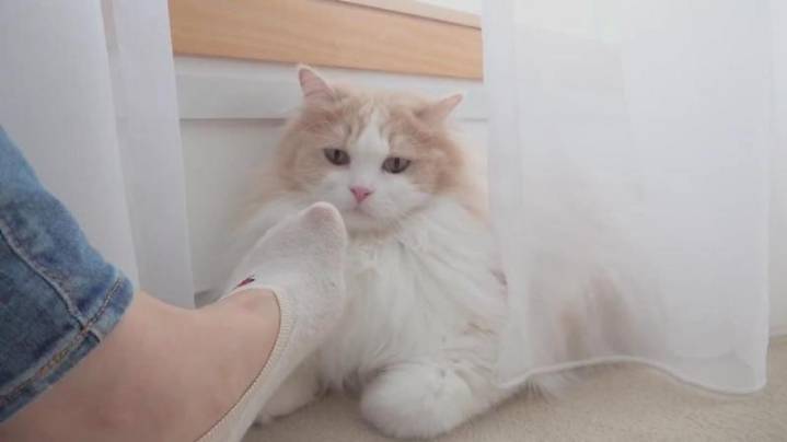 고양이들은 발을 좋아할까? | 인스티즈
