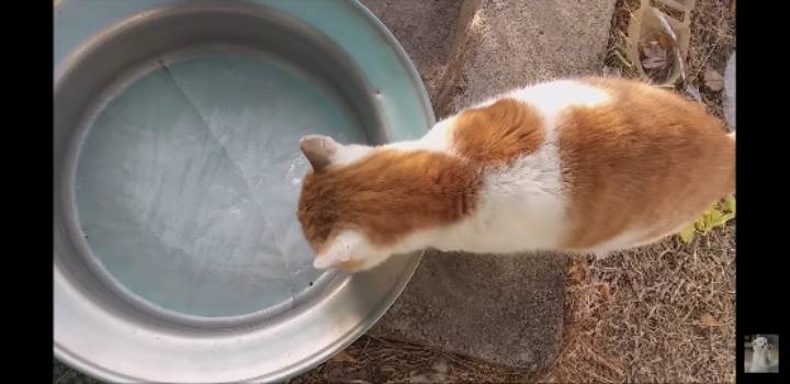 물 얼어서 우는 고양이... 토치로 녹여줬더니.. | 인스티즈