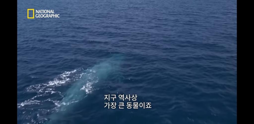 대왕고래의 위엄 | 인스티즈