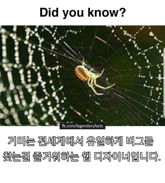거미에 대한 놀라운 사실 | 인스티즈