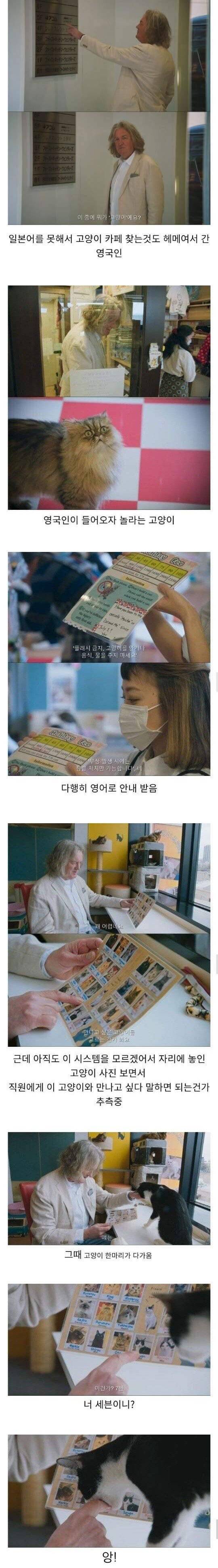 고양이 카페에 간 영국인.jpg | 인스티즈