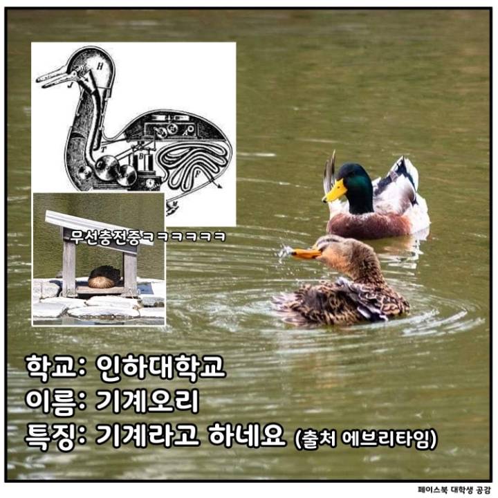 전국 대학교별 마스코트 동물.jpg | 인스티즈