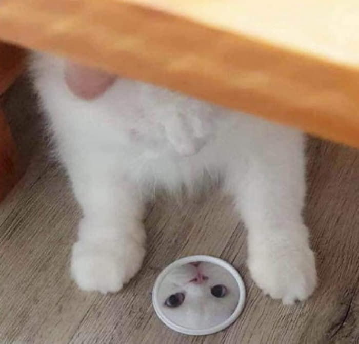 집사 감시하는 고양이.jpg | 인스티즈