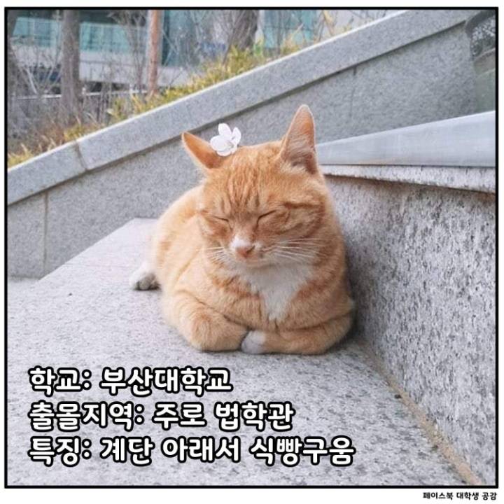 전국 대학교별 마스코트 동물.jpg | 인스티즈