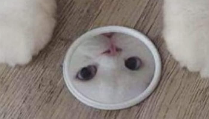 집사 감시하는 고양이.jpg | 인스티즈