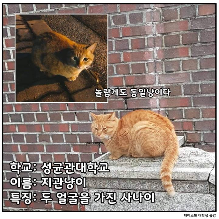 전국 대학교별 마스코트 동물.jpg | 인스티즈