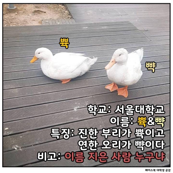 전국 대학교별 마스코트 동물.jpg | 인스티즈