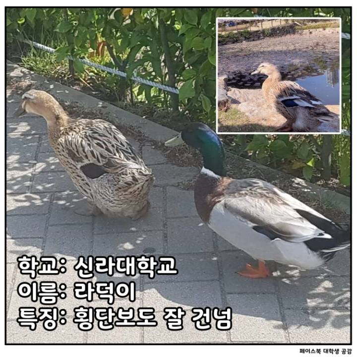 전국 대학교별 마스코트 동물.jpg | 인스티즈