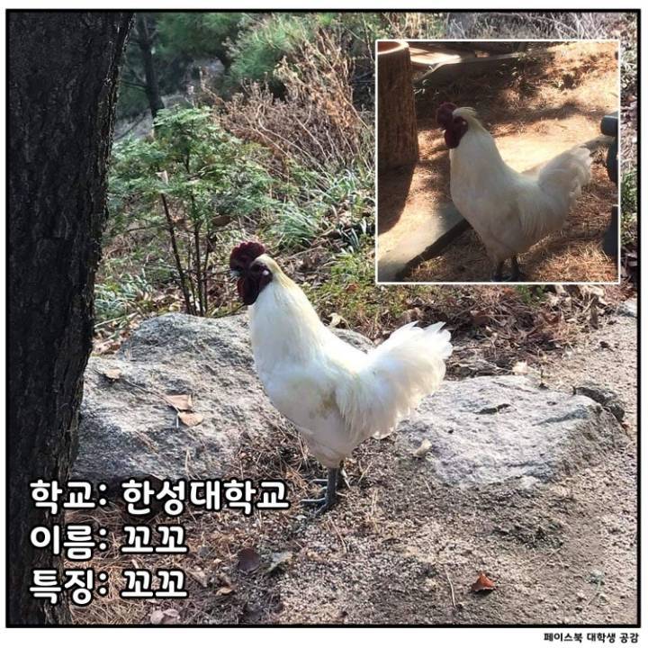 전국 대학교별 마스코트 동물.jpg | 인스티즈