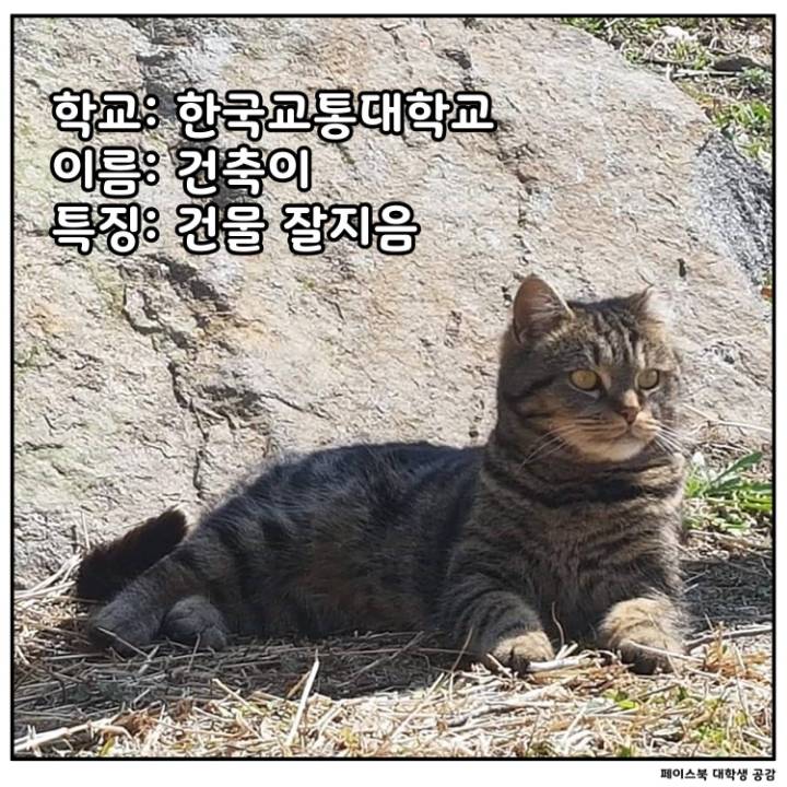 전국 대학교별 마스코트 동물.jpg | 인스티즈