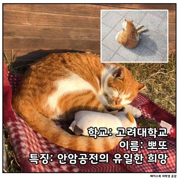 전국 대학교별 마스코트 동물.jpg | 인스티즈