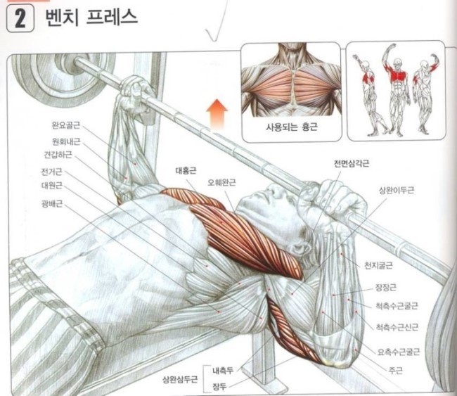웨이트 시작하시는 분들에게 추천하는 운동과 동작을 이해하는 팁 | 인스티즈