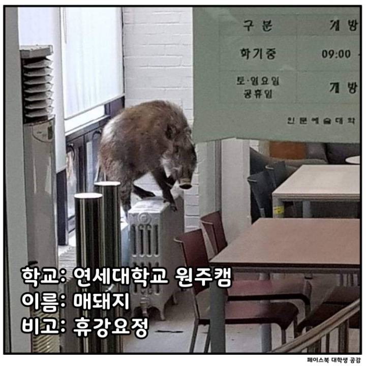 전국 대학교별 마스코트 동물.jpg | 인스티즈