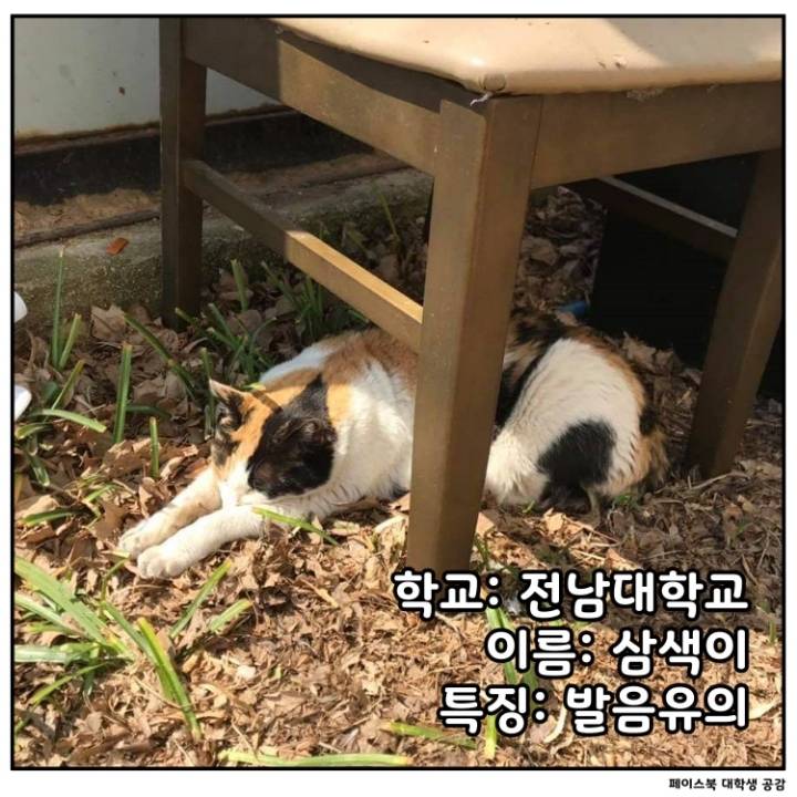 전국 대학교별 마스코트 동물.jpg | 인스티즈