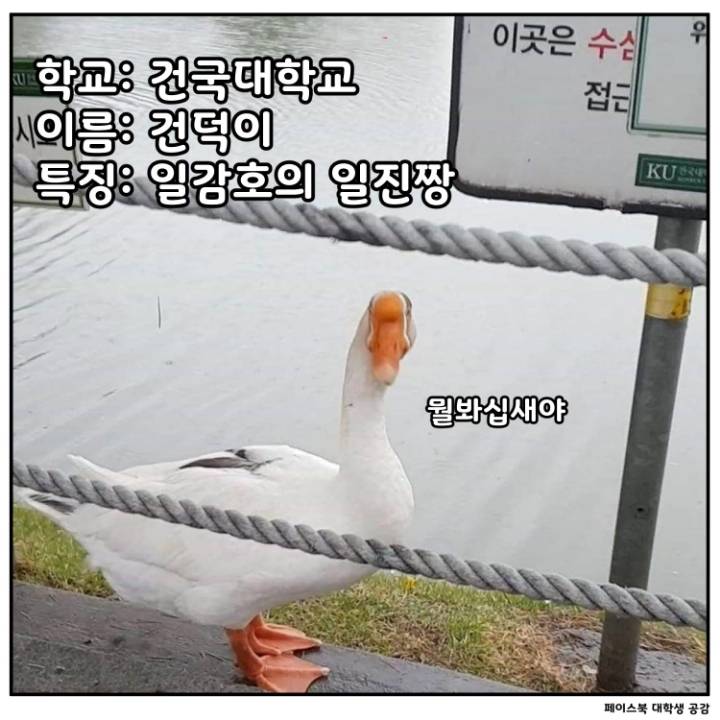 전국 대학교별 마스코트 동물.jpg | 인스티즈