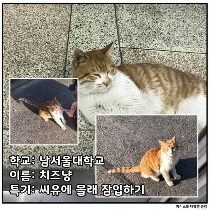 전국 대학교별 마스코트 동물.jpg | 인스티즈