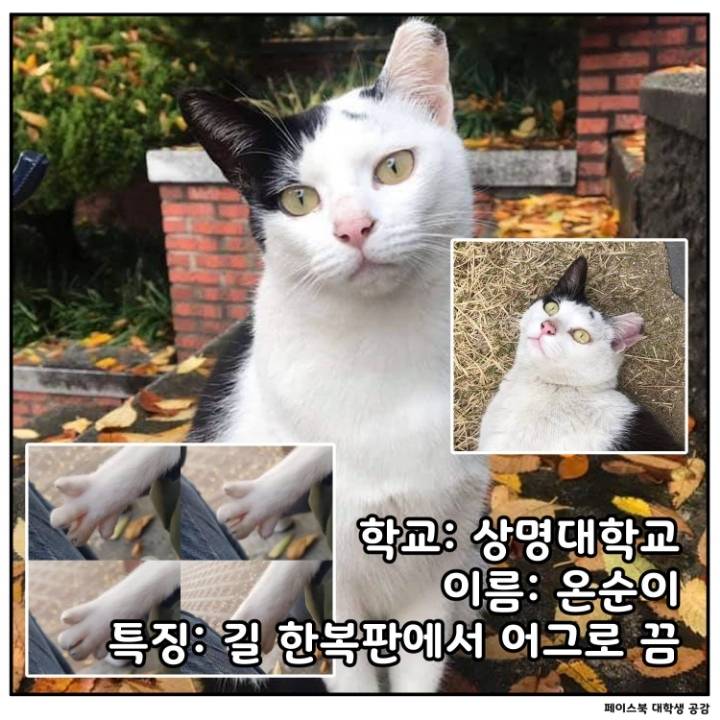 전국 대학교별 마스코트 동물.jpg | 인스티즈