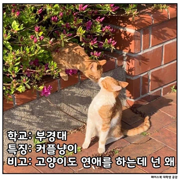 전국 대학교별 마스코트 동물.jpg | 인스티즈