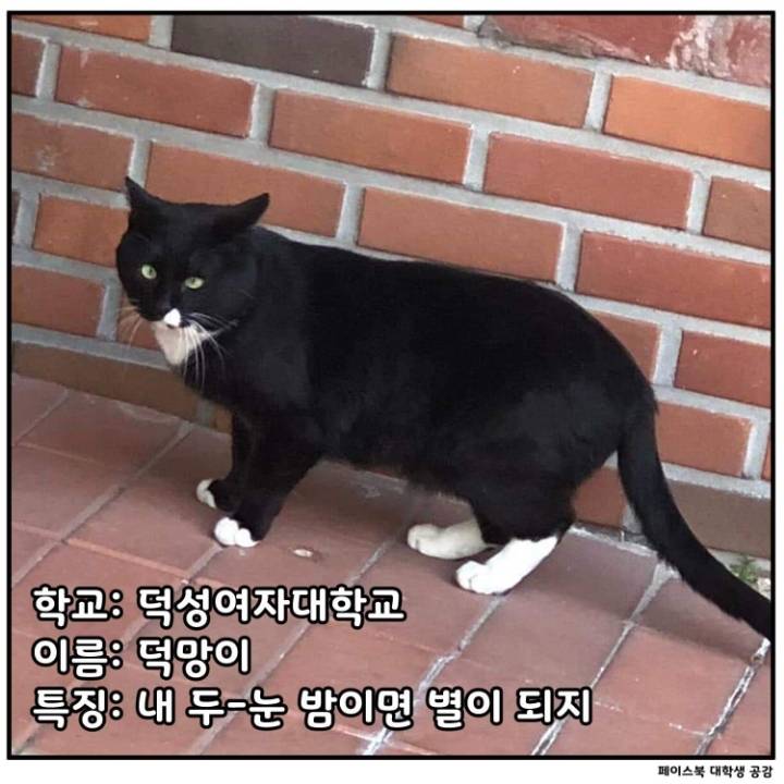 전국 대학교별 마스코트 동물.jpg | 인스티즈