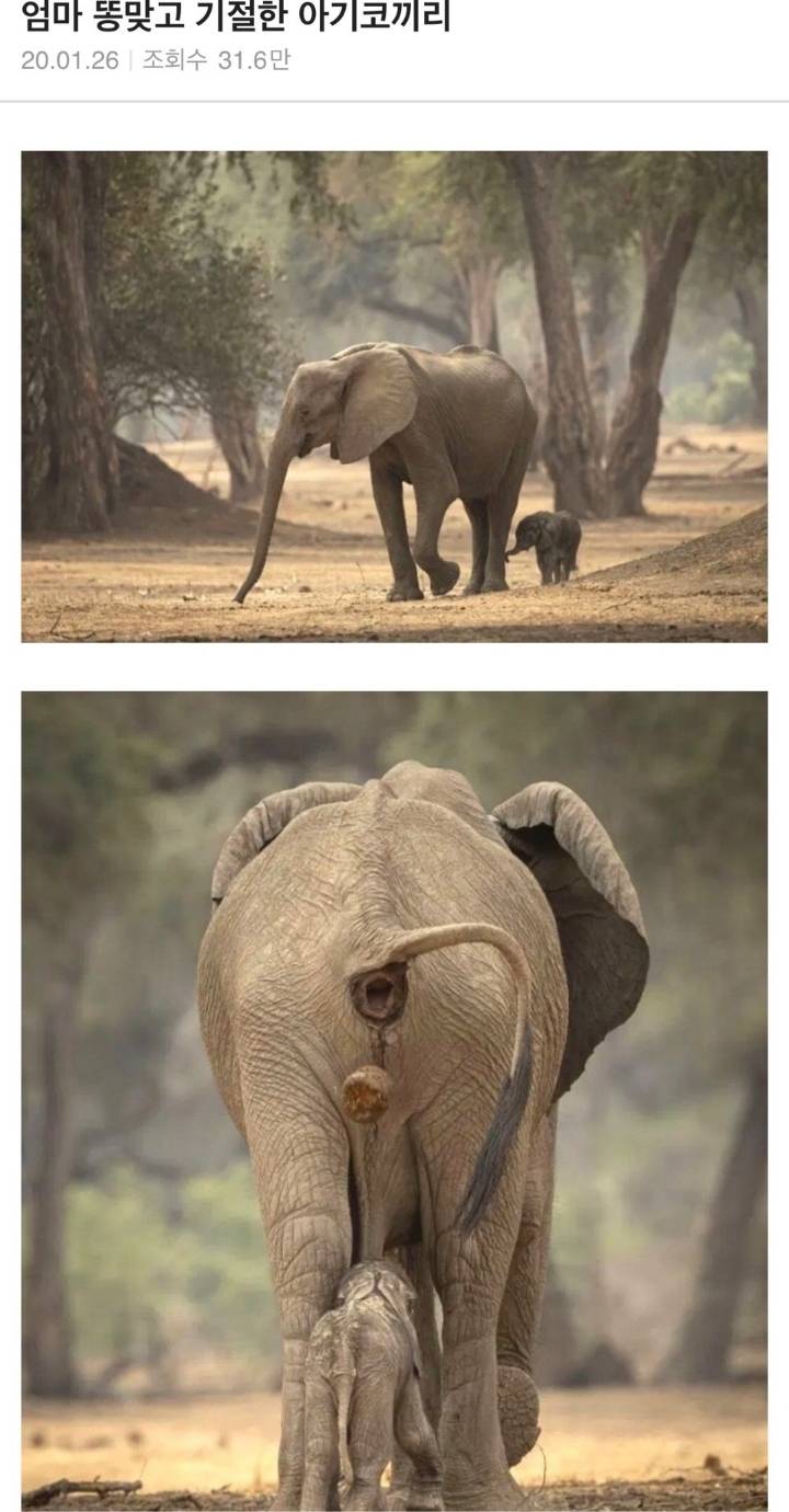 엄마 똥 맞고 기절한 코끼리 | 인스티즈