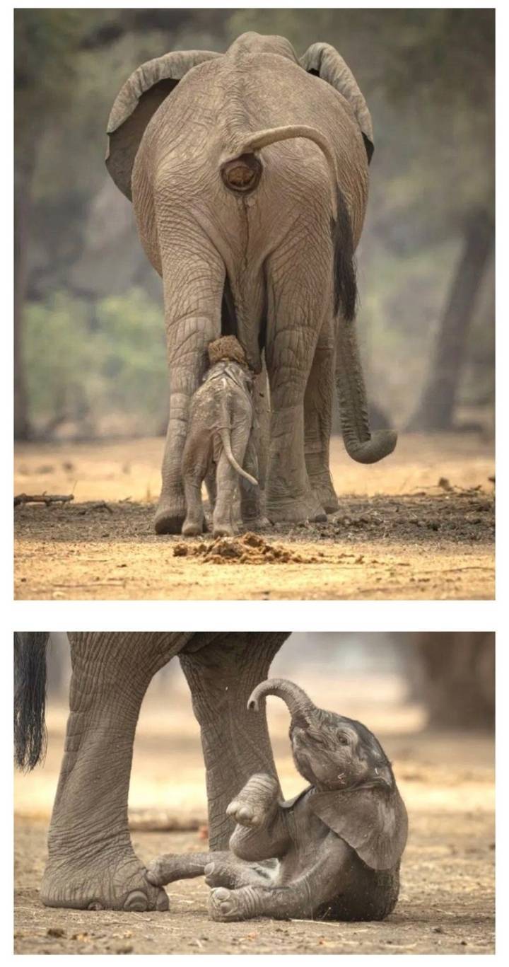 엄마 똥 맞고 기절한 코끼리 | 인스티즈