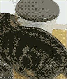 쓰레기통에 들어가는 고양이.gif | 인스티즈