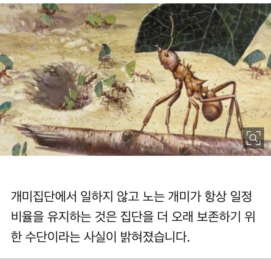 일하지 않고 노는 개미 정체 밝혀졌다 | 인스티즈