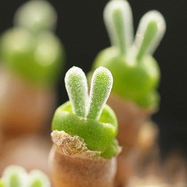 토끼 모양 식물.jpg | 인스티즈