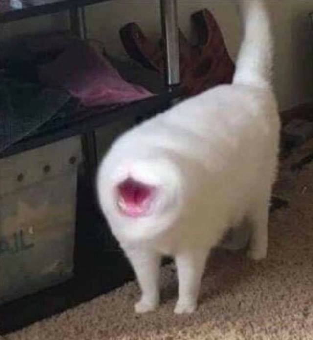 고양이가 회전하는 사진 | 인스티즈