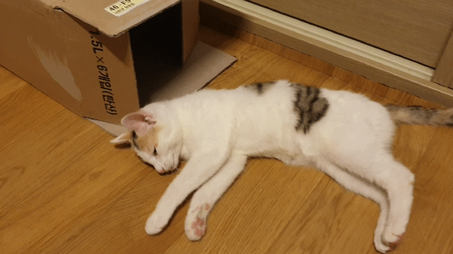 멋대로 들어온 고양이 안나간지 57일차 | 인스티즈