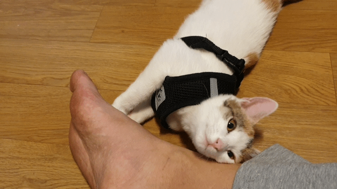 멋대로 들어온 고양이 안나간지 57일차 | 인스티즈