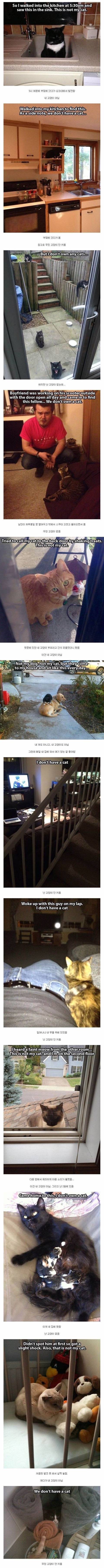 고양이 안키움.jpg | 인스티즈