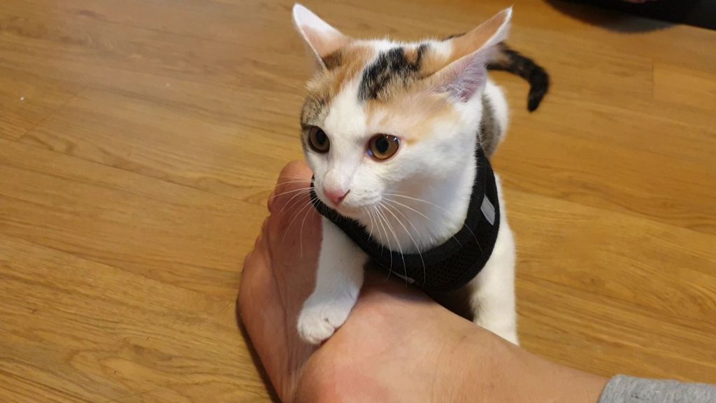 멋대로 들어온 고양이 안나간지 57일차 | 인스티즈