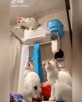 ???: 구경만 하지말고 집사 불러와 새끼들아!! | 인스티즈