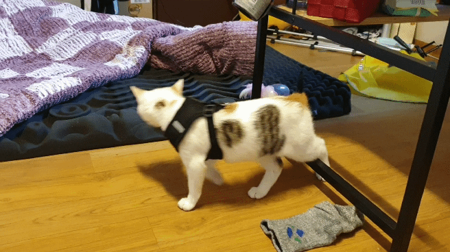 멋대로 들어온 고양이 안나간지 57일차 | 인스티즈