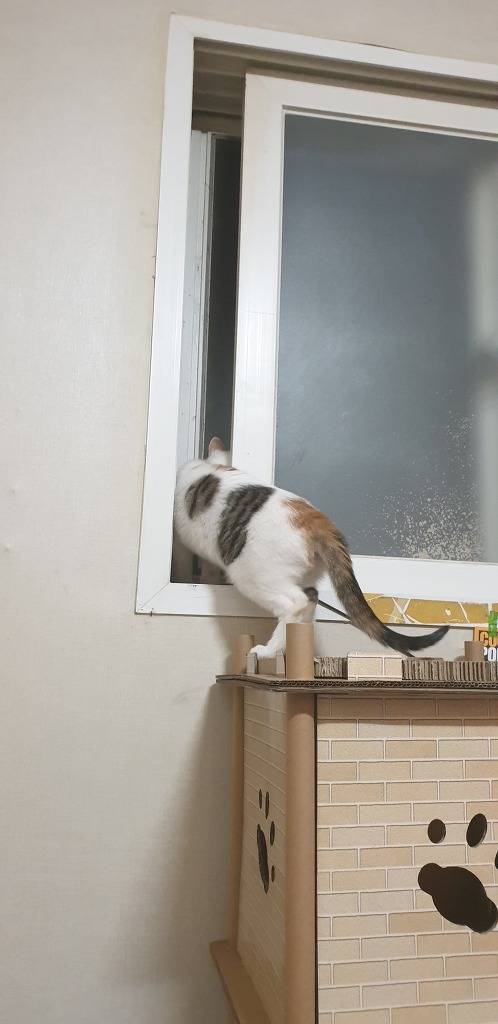 멋대로 들어온 고양이 안나간지 57일차 | 인스티즈