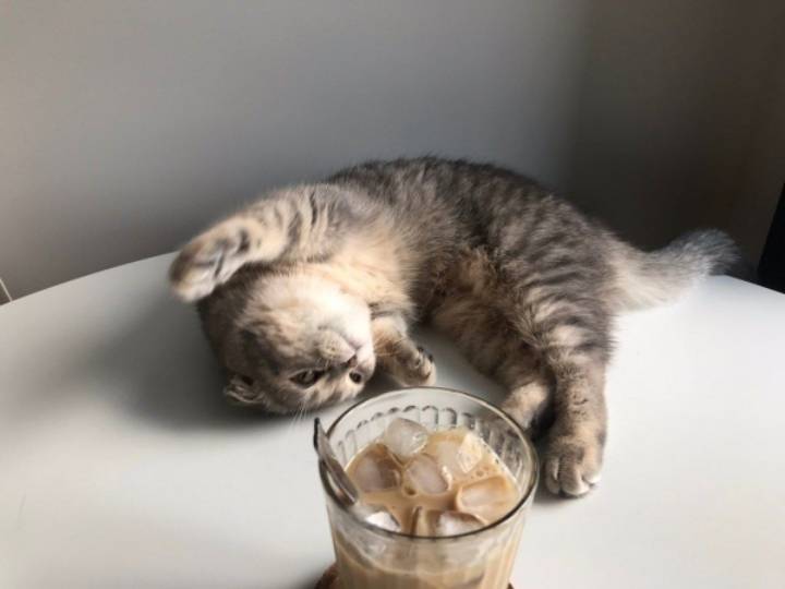 냥이와 아이스 커피를 같이 두면 안되는 이유 | 인스티즈