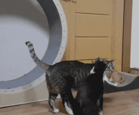 쪼꼬미 소이가 다른 고양이를 때리는 이유 | 인스티즈