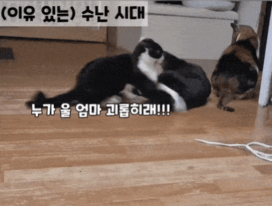쪼꼬미 소이가 다른 고양이를 때리는 이유 | 인스티즈