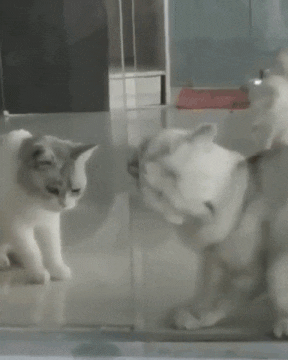 고양이 액체설 증명 | 인스티즈