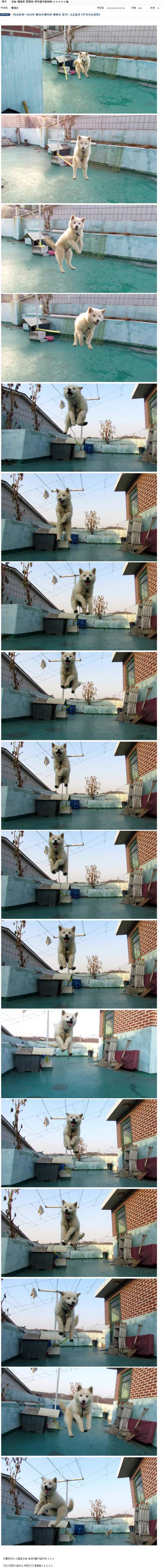 댕댕이 시골로 보내야 하는 이유.JPG | 인스티즈