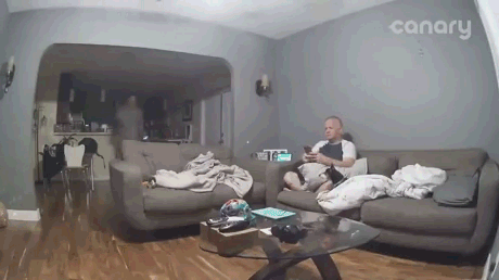 댕댕이랑 놀아주다 대참사.gif | 인스티즈