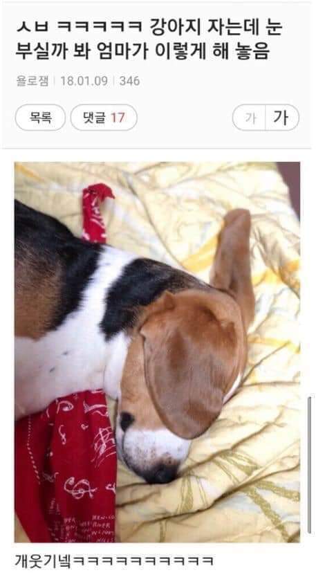 강아지 자는데 눈 부실까봐.jpg | 인스티즈